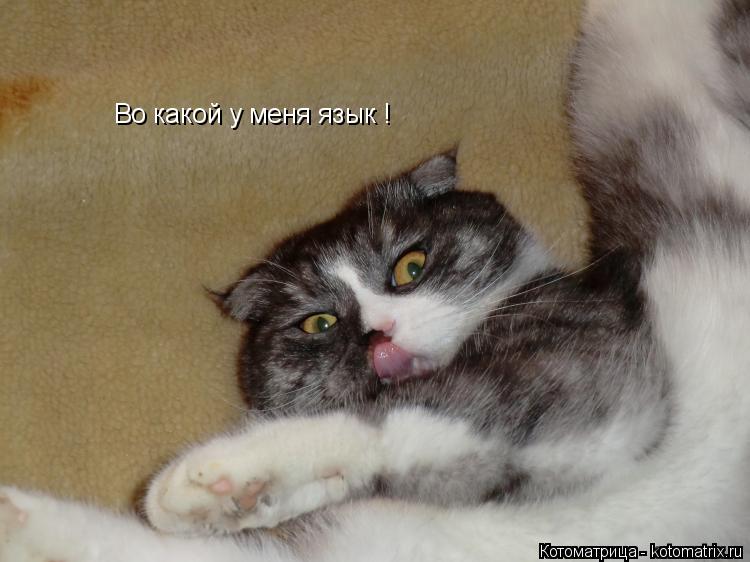 Котоматрица: Во какой у меня язык !