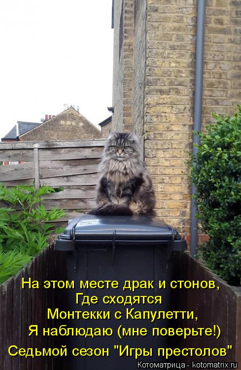 Котоматрица: На этом месте драк и стонов, Где сходятся Монтекки с Капулетти, Я наблюдаю (мне поверьте!) Седьмой сезон "Игры престолов"