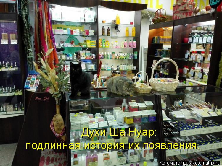 Котоматрица: Духи Ша Нуар:  подлинная история их появления.