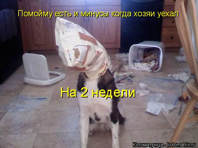 Котоматрица: Помойму есть и минусы когда хозяи уехал На 2 недели