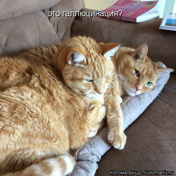 Котоматрица: это галлюцинация?