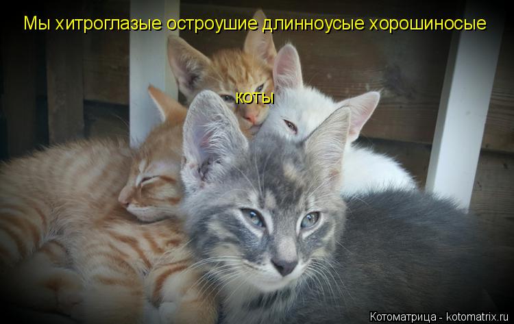 Котоматрица: Мы хитроглазые остроушие длинноусые хорошиносые коты