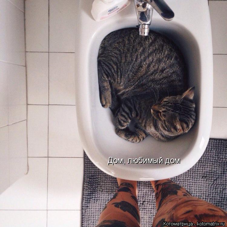 Котоматрица: Дом, любимый дом