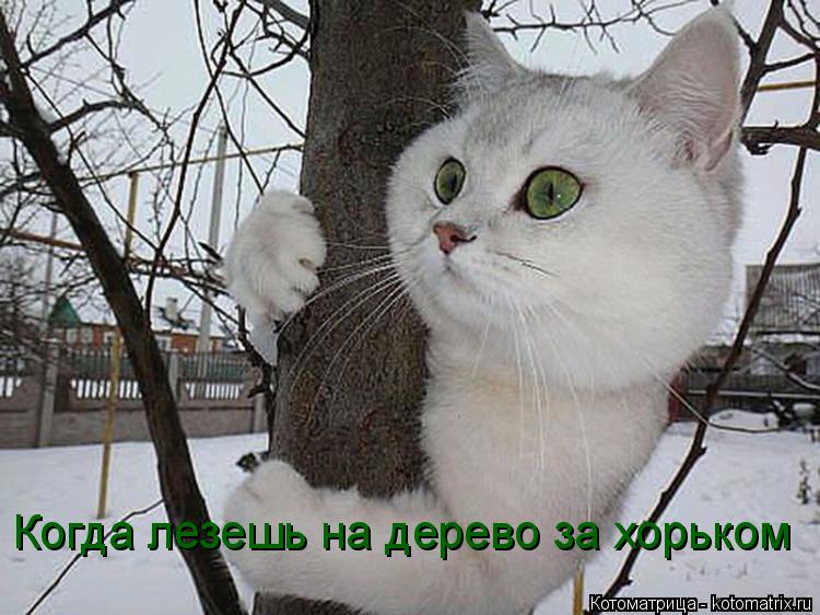 Котоматрица: Когда лезешь на дерево за хорьком