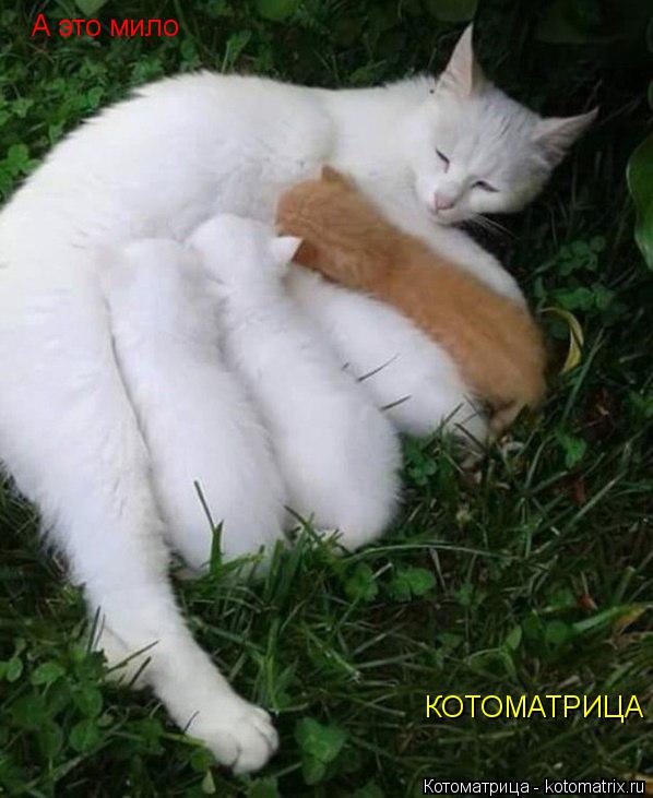 Котоматрица: А это мило     КОТОМАТРИЦА