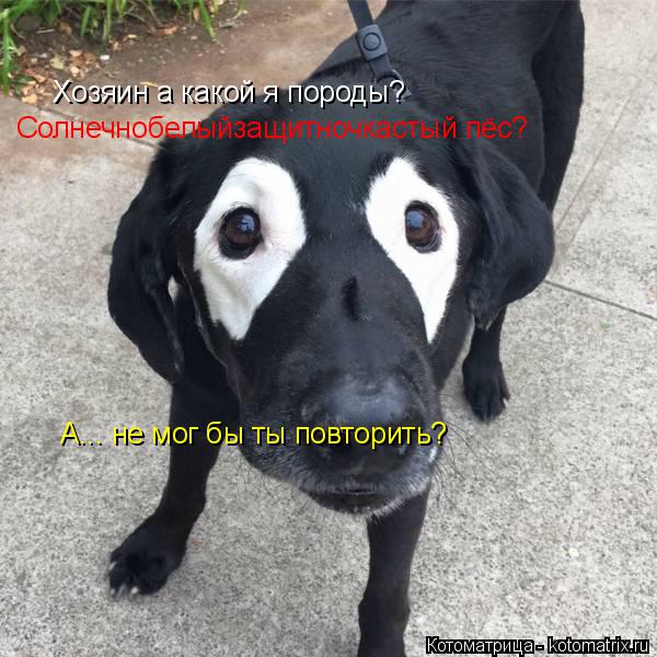 Котоматрица: Хозяин а какой я породы? Солнечнобелыйзащитночкастый пёс? А... не мог бы ты повторить?