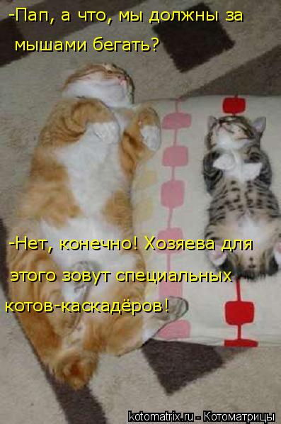 -Нет, конечно! Хозяева для котов-каскадёров! этого зовут специальных -Пап, а что, мы должны за мыш... Котоматрица: -Нет, конечно! Хозяева для котов-каскадёров! этого зовут специальных -Пап, а что, мы должны за мышами бегать?