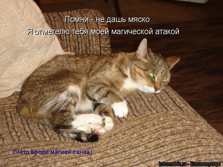 Котоматрица: Помни - не дашь мяско Я отметелю тебя моей магической атакой (Чёто вроде магией санса)