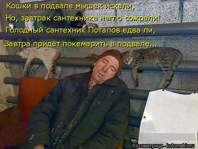 Котоматрица: Кошки в подвале мышек искали, Завтра придёт покемарить в подвале... Но, завтрак сантехника нагло сожрали! Голодный сантехник Потапов едва ли