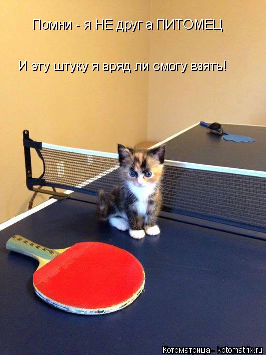 Котоматрица: Помни - я НЕ друг а ПИТОМЕЦ И эту штуку я вряд ли смогу взять!