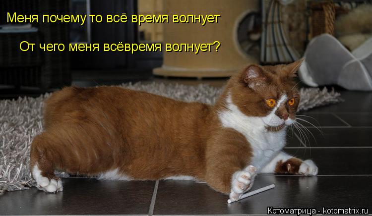 Котоматрица: Меня почему то всё время волнует От чего меня всёвремя волнует?