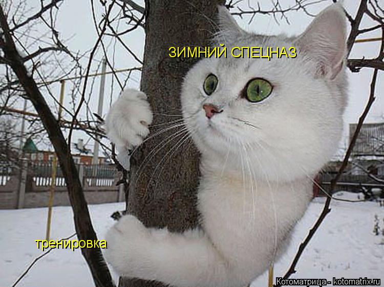 Котоматрица: ЗИМНИЙ СПЕЦНАЗ тренировка
