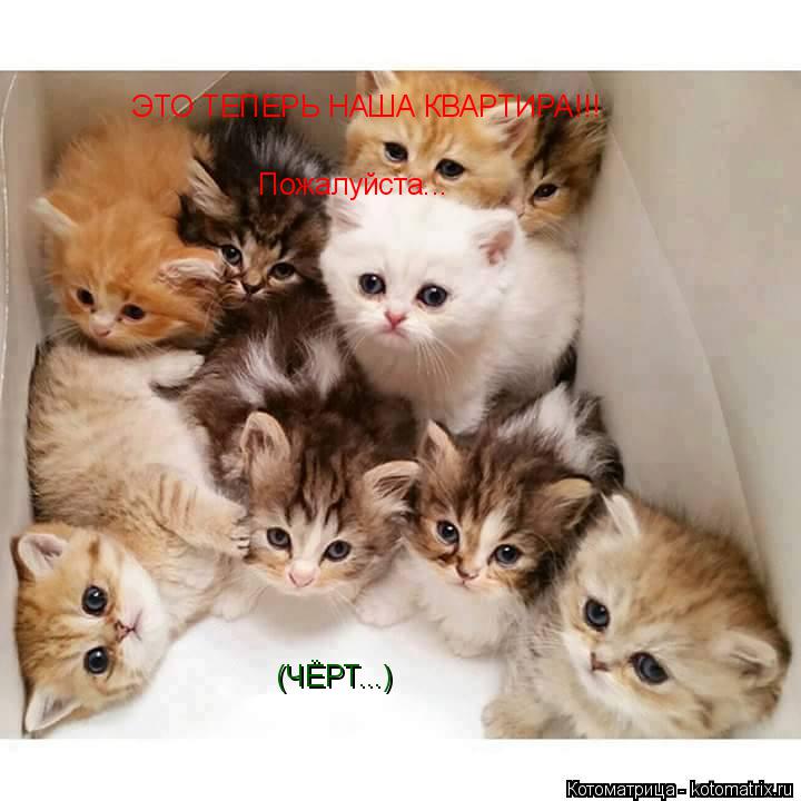 Котоматрица: ЭТО ТЕПЕРЬ НАША КВАРТИРА!!! Пожалуйста... (ЧЁРТ...)