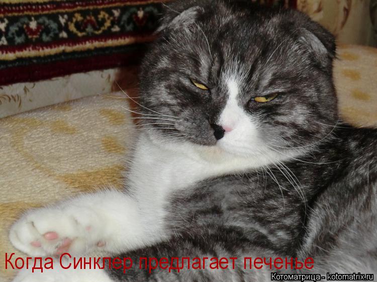 Котоматрица: Когда Синклер предлагает печенье