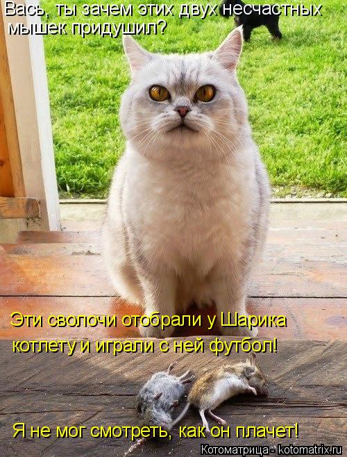 мышек придушил? Эти сволочи отобрали у Шарика котлету и играли с ней футбол! Я не мог смотреть, как ... Котоматрица: мышек придушил? Эти сволочи отобрали у Шарика котлету и играли с ней футбол! Я не мог смотреть, как он плачет! Вась, ты зачем этих двух несчас