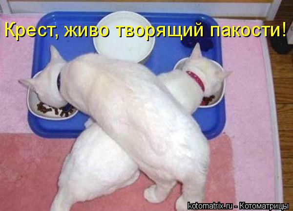 Крест, живо творящий пакости!... Котоматрица: Крест, живо творящий пакости!