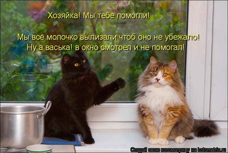 Котоматрица: Хозяйка! Мы тебе помогли! Мы всё молочко вылизали чтоб оно не убежало! Ну а васька! в окно смотрел и не помогал!