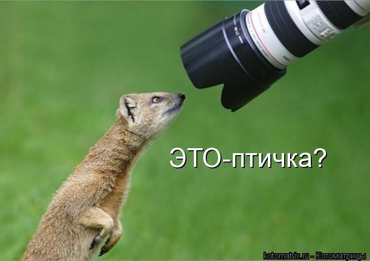 Котоматрица: ЭТО-птичка?