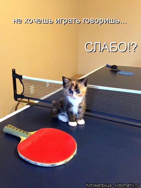 Котоматрица: не хочешь играть говоришь... СЛАБО!?