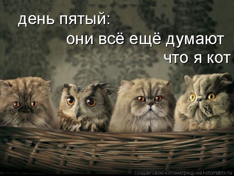 Котоматрица: день пятый: они всё ещё думают  что я кот