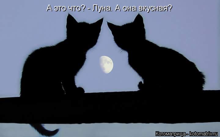 Котоматрица: А это что? - Луна. А она вкусная?