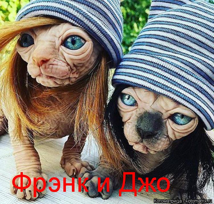 Котоматрица: Фрэнк и Джо