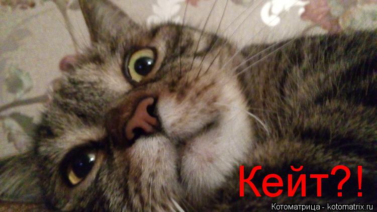 Котоматрица: Кейт?!