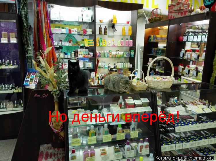 Котоматрица: Но деньги вперёд!