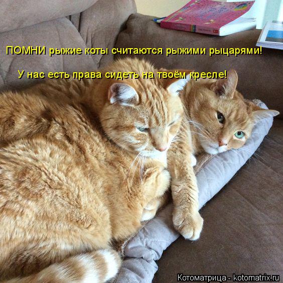 Котоматрица: ПОМНИ рыжие коты считаются рыжими рыцарями! У нас есть права сидеть на твоём кресле!