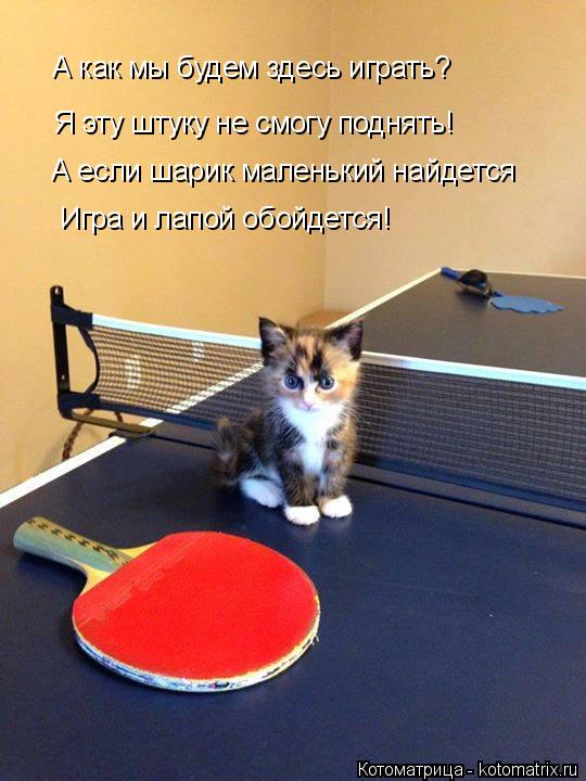 Котоматрица: А как мы будем здесь играть? Я эту штуку не смогу поднять! А если шарик маленький найдется Игра и лапой обойдется!