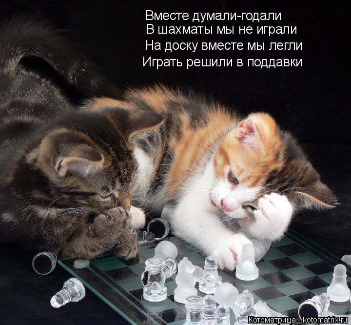 Котоматрица: Вместе думали-годали В шахматы мы не играли На доску вместе мы легли Играть решили в поддавки