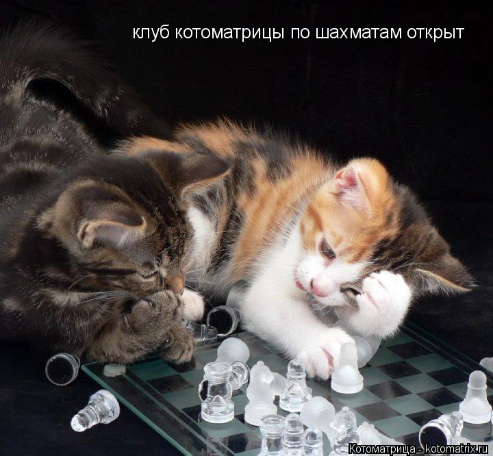 Котоматрица: клуб котоматрицы по шахматам открыт