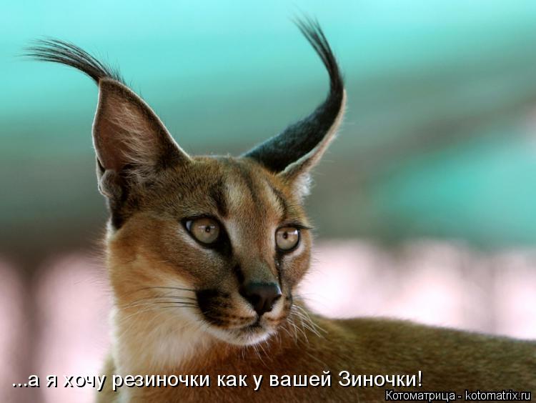 Котоматрица: ...а я хочу резиночки как у вашей Зиночки!