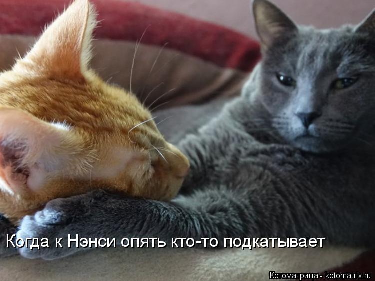 Котоматрица: Когда к Нэнси опять кто-то подкатывает