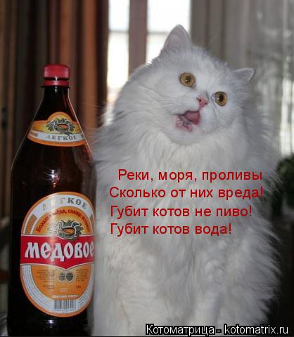 Котоматрица: Реки, моря, проливы Сколько от них вреда! Губит котов не пиво! Губит котов вода!