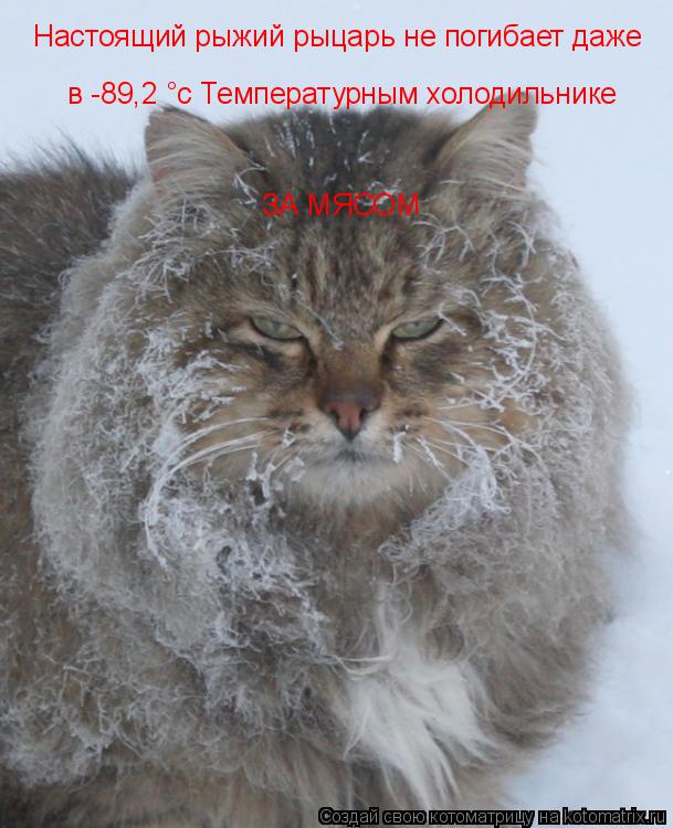 Котоматрица: Настоящий рыжий рыцарь не погибает даже в -89,2 °с Температурным холодильнике ЗА МЯСОМ