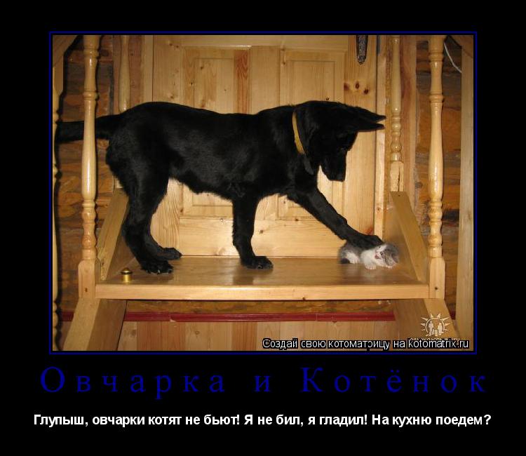 Котоматрица: Овчарка и Котёнок Глупыш, овчарки котят не бьют! Я не бил, я гладил! На кухню поедем?