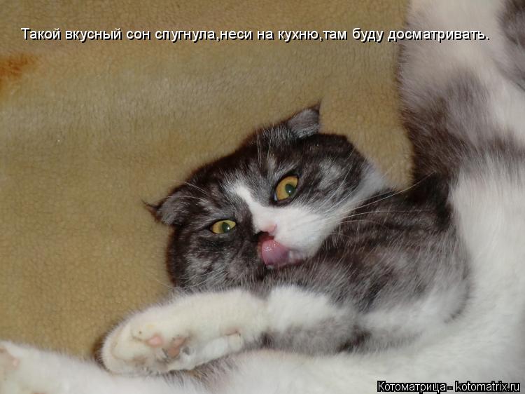 Такой вкусный сон спугнула,неси на кухню,там буду досматривать.... Котоматрица: Такой вкусный сон спугнула,неси на кухню,там буду досматривать.