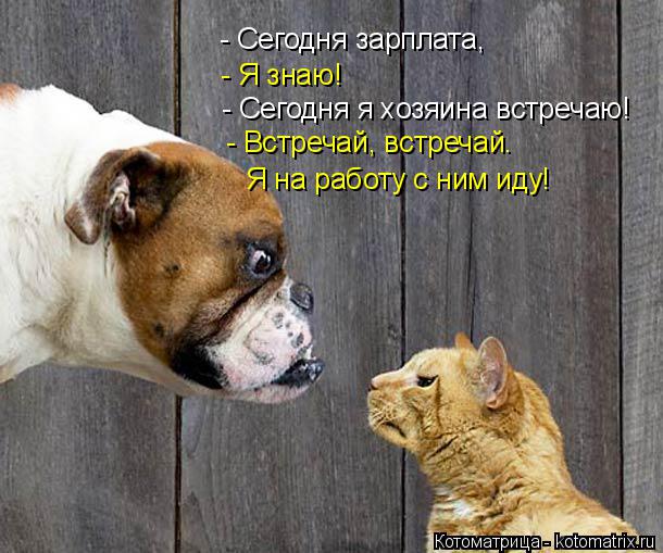 Котоматрица: - Сегодня зарплата,  - Я знаю! - Сегодня я хозяина встречаю! - Встречай, встречай.  Я на работу с ним иду!