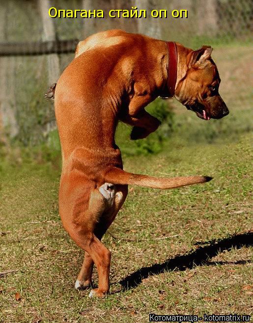 Котоматрица: Опагана стайл оп оп