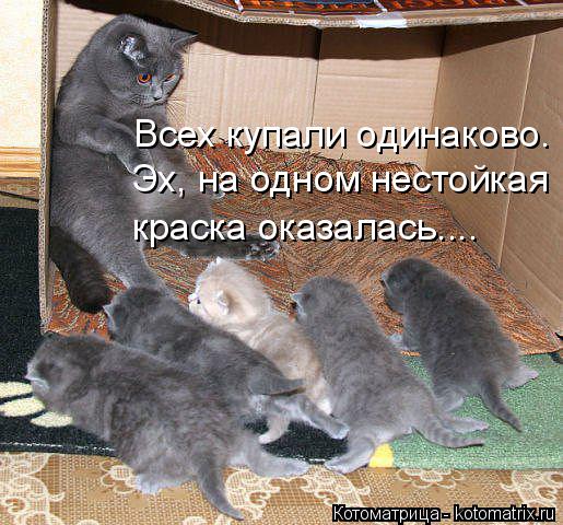 Котоматрица: Всех купали одинаково. Эх, на одном нестойкая краска оказалась....