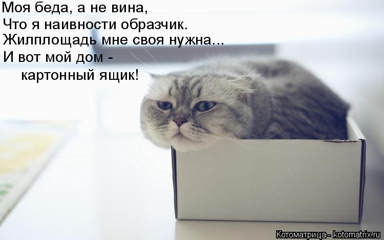 Котоматрица: Жилплощадь мне своя нужна... Моя беда, а не вина, Что я наивности образчик. И вот мой дом - картонный ящик!