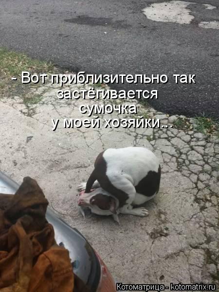 у моей хозяйки... сумочка застёгивается - Вот приблизительно так... Котоматрица: у моей хозяйки... сумочка застёгивается - Вот приблизительно так