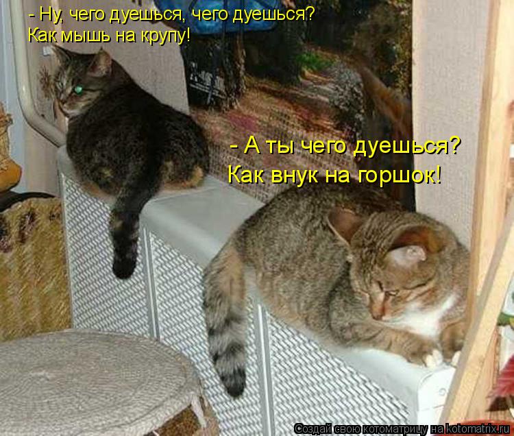 - Ну, чего дуешься, чего дуешься? Как мышь на крупу! - А ты чего дуешься? Как внук на горшок!... Котоматрица: - Ну, чего дуешься, чего дуешься? Как мышь на крупу! - А ты чего дуешься? Как внук на горшок!