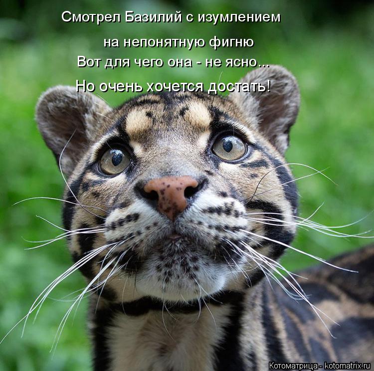 на непонятную фигню Вот для чего она - не ясно... Но очень хочется достать! Смотрел Базилий с изумлен... Котоматрица: на непонятную фигню Вот для чего она - не ясно... Но очень хочется достать! Смотрел Базилий с изумлением