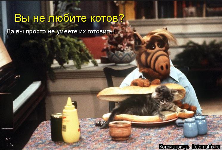 Вы не любите котов? Да вы просто не умеете их готовить!... Котоматрица: Вы не любите котов? Да вы просто не умеете их готовить!