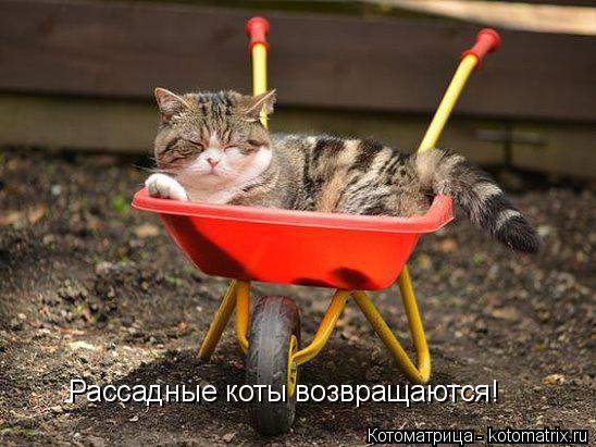 Рассадные коты возвращаются!... Котоматрица: Рассадные коты возвращаются!