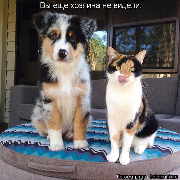Вы ещё хозяина не видели.... Котоматрица: Вы ещё хозяина не видели.