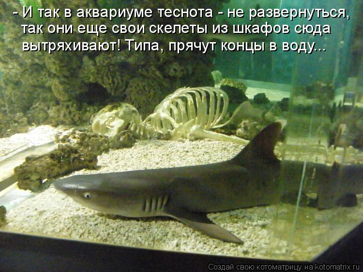 - И так в аквариуме теснота - не развернуться, так они еще свои скелеты из шкафов сюда вытряхивают! ... Котоматрица: - И так в аквариуме теснота - не развернуться, так они еще свои скелеты из шкафов сюда вытряхивают! Типа, прячут концы в воду...