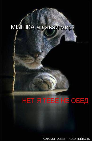 МЫШКА а давай мир НЕТ Я ТЕБЕ НЕ ОБЕД... Котоматрица: МЫШКА а давай мир НЕТ Я ТЕБЕ НЕ ОБЕД